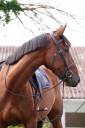 Jument - Selle Fran&ccedil;ais - 4 ans - CSO - Hunter - France