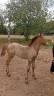 Camargue PP