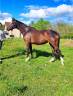 JUMENT HAUTE LIGNEE DRESSAGE 4ANS