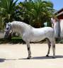 Cheval dress&eacute;