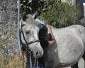 LIVINGSTON connemara part bred 5 ans