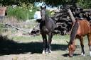 Hongre SF de 5 ans par Dominator 2000 Z - CSO