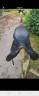 Selle dressage