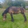 Jument de trait Belge inscrite