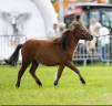 Cheval miniature am&eacute;ricain bai
