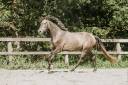 Hongre-Luso Warmblood 4 ans Dressage /Polyvalent France