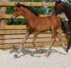 Foal Urianto vd Dries / Stedinger