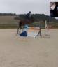 Ponette NF 146cm, 5 ans  moyens pour les AS.