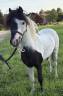 Etalon mini cheval am&eacute;ricain pp