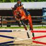 Hongre de 20 ans &ndash; Cheval polyvalent et exp&eacute;riment&eacute;