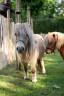 Ponette grise gestante &ndash; 13 ans &ndash; 2.000 &euro;