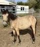 Magnifique Poulain Poney Isabelle 