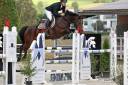 Tres beau hongre de sport, victorieux jusqu'&agrave; 125cm