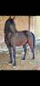 Cheval pur sang arabe PP