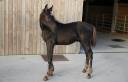 Magnifique poulain SBS par Pegase van't Ruytershof