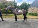 Mustang de Vima - Hongre de 4 ans