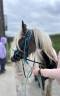 Irish cob ONC
