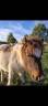 Poulains Shetland 