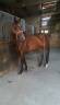 Magnifique hongre 5 ans 1m71