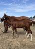 &Agrave; vendre foals de 6 mois par TAALEX