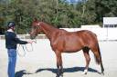 Jeune cheval 3 ans CSO - CCE