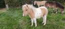 M&acirc;le mini shethand pie palomino 