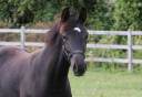 Magnifique pouliche noire Secret Lover x De Niro
