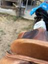 selle &Eacute;ric Thomas Hybrid Fitter Jump