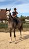 Hongre de 4 ans par Helios d'Helby