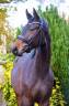 Jeune cheval d'exception de dressage