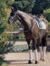 Hongre KWPN Cheval de Sport N&eacute;erlandais A vendre 2020 Bai brun par Ebony