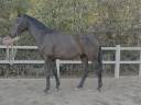 Hongre - Westphalien - 4 ans - Dressage - France