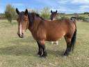 JUMENT DE TRAIT ARDENNAISE PLEINE