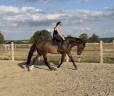 &Agrave; vendre, cheval SBS de 5ans 