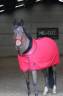 Poney hongre ONC &ndash; 13 ans