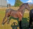 Poulain frison &agrave; vendre 