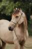 Poulain Pure Race Espagnole pp - 2 ans - Isabelle
