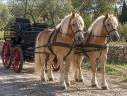 Alina et Isalyne: Une paire parfaite d'Haflinger