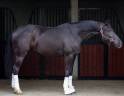 JUMENT DE DRESSAGE (CCE) &ndash; 4 ANS &ndash; JAYSON x GRIBALDI 