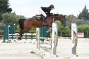 Superbe jument de sport