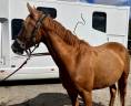 Ponette top potentiel CSO