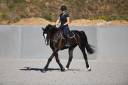Hongre CSO noir 12 ans niv. 130-135cm