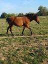 Vends ponette de concours new forest