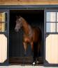 Hongre - KWPN - 9 ans - Dressage - Belgique