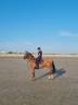Hongre, 4 ans, 165 cm