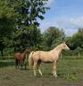 Jument sport palomino 