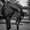 Hongre Paint Horse APHA &mdash; Colorado du TR (3 ans)