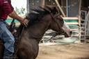 Jument Quarter Horse AQHA &mdash; TR MENDY GREAT BUENO (3 ans