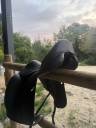 SELLE DE DRESSAGE &Eacute;QUIPE - MOD&Egrave;LE  EMPORIO