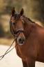 Super hongre PRE assurance vie polyvalent